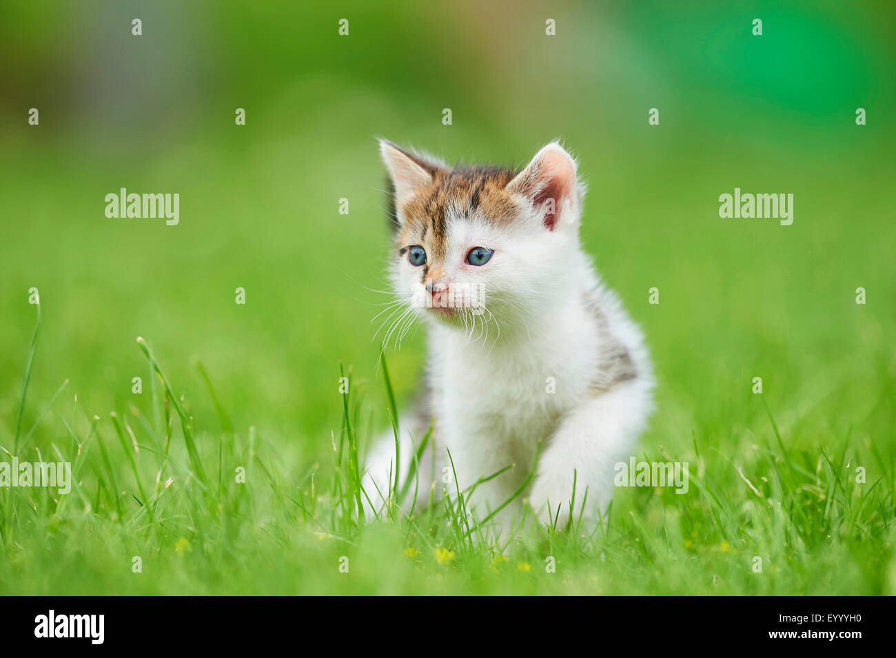 Il gatto domestico, il gatto di casa (Felis silvestris f. catus), sei settimane vecchio cucciolo in un prato, Germania Foto Stock