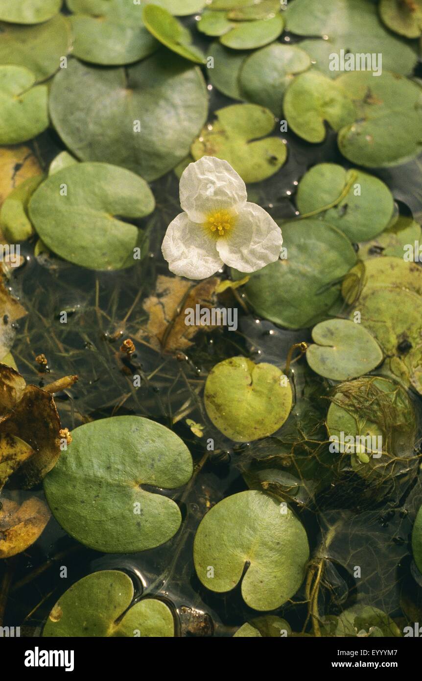 Rana europeo-bit, frogbit europea (Hydrocharis morsus-ranae), fioritura, Germania Foto Stock