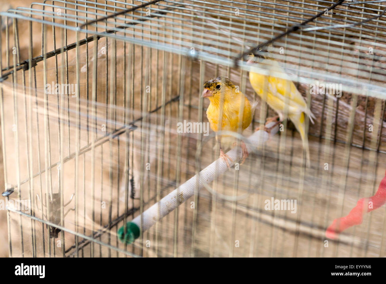 Canarini in gabbia. Il vecchio forte. Aqaba Giordania Foto Stock