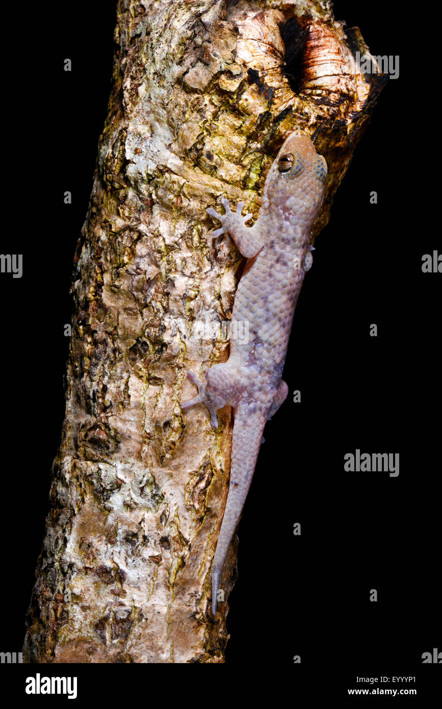 Pesce-scala (Gecko Geckolepis sp. ), Si siede a un tronco di albero, Madagascar, Nosy Be, Lokobe Nationalpark Foto Stock