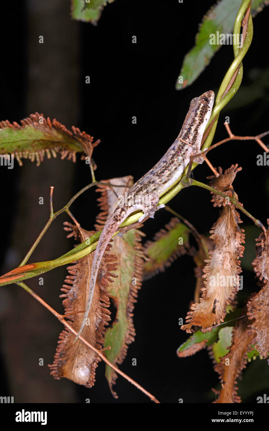 Pesce-scala (Gecko Geckolepis sp. ), Si siede su un ramoscello, Madagascar, Nosy Be, Lokobe Nationalpark Foto Stock