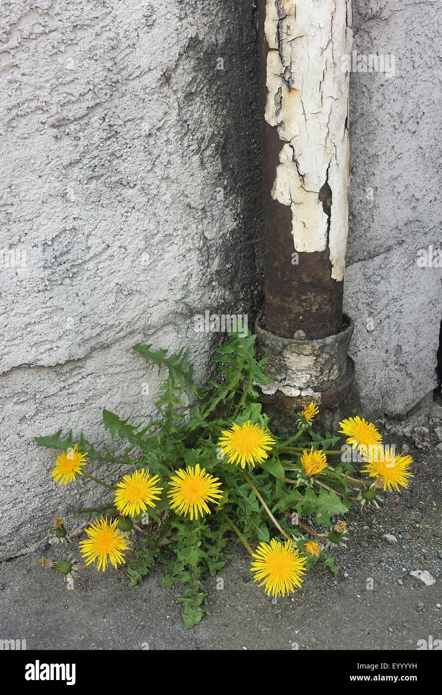 Comune di tarassaco (Taraxacum officinale), fioritura di tarassaco tra il muro di casa e verso il basso il tubo di lancio , Germania Foto Stock