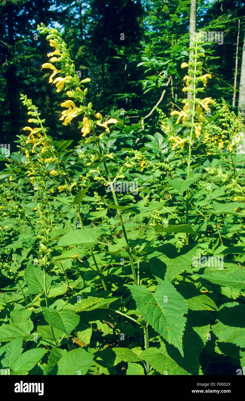 Hardy sage, Sticky salvia (Salvia glutinosa), fioritura, Germania Foto Stock