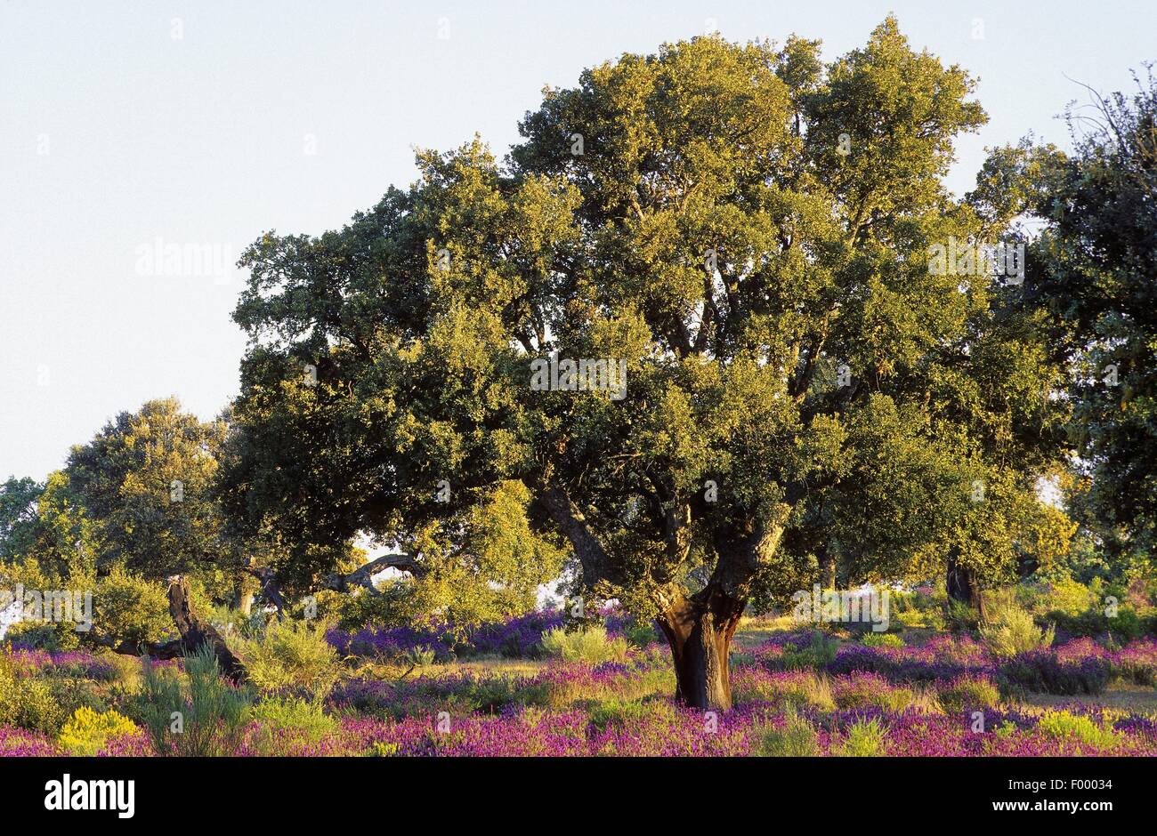 Quercia da sughero (Quercus suber) Foto Stock