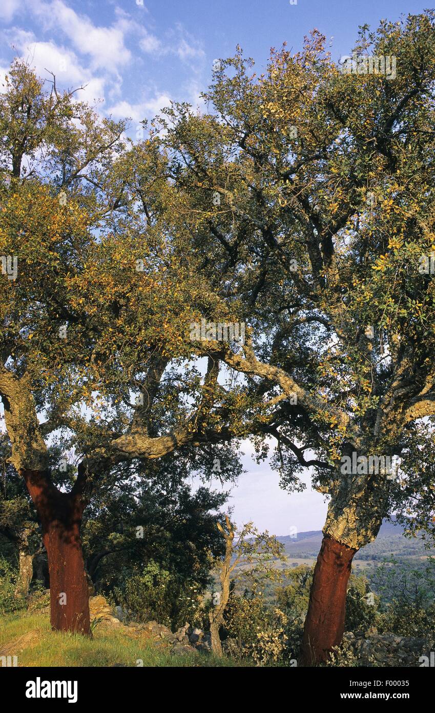 Quercia da sughero (Quercus suber) Foto Stock