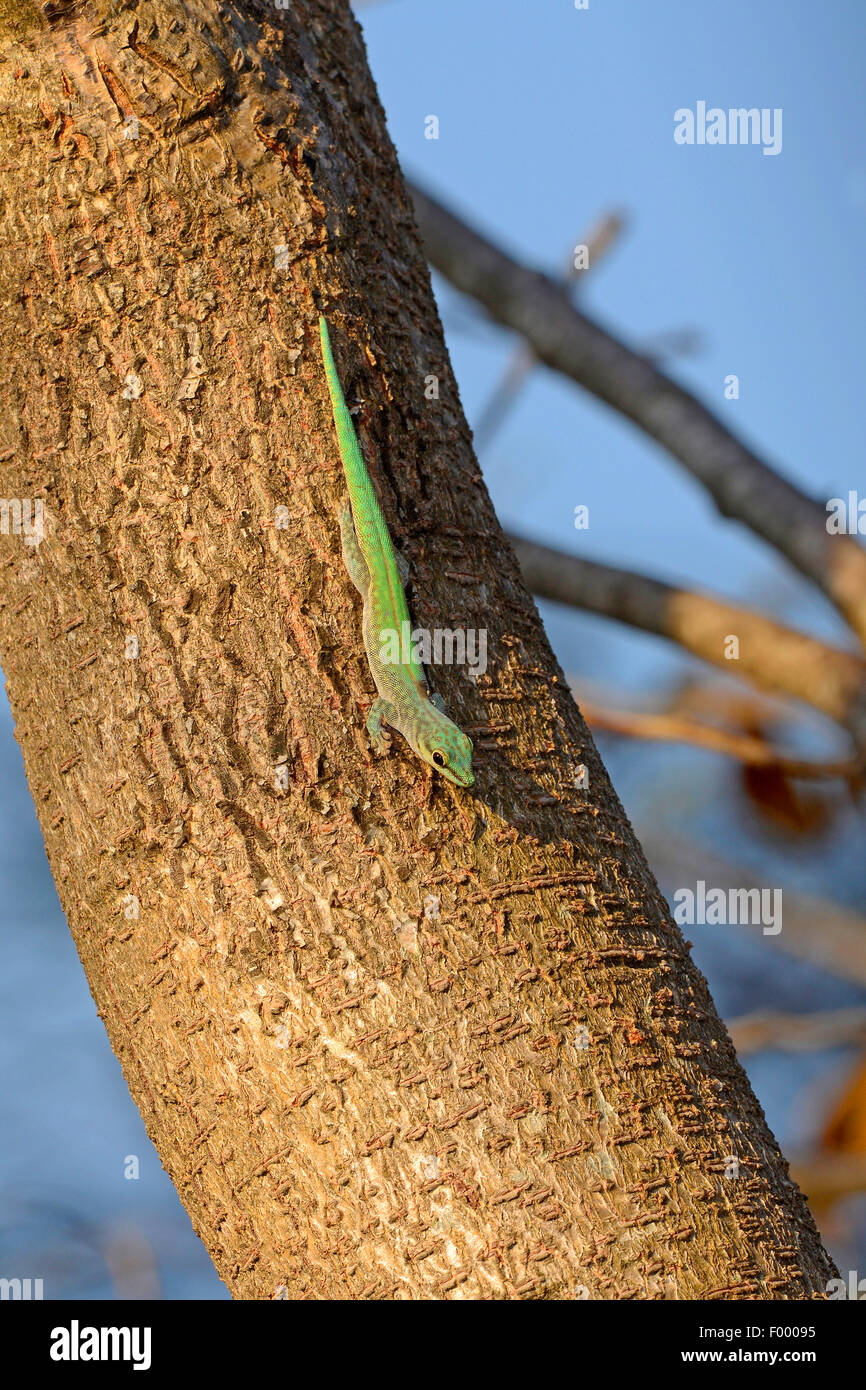 Abbott's day gecko (Phelsuma abbotti), si siede prima di testa in corrispondenza di un tronco di albero, Madagascar, Ankifi Foto Stock