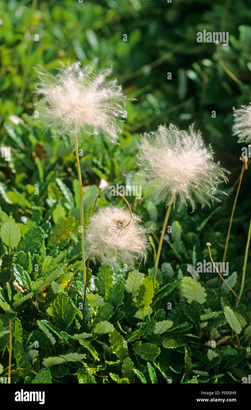 Mountain avens (Dryas octopetala, Dryas octopetala var. vestita), infructescences Foto Stock
