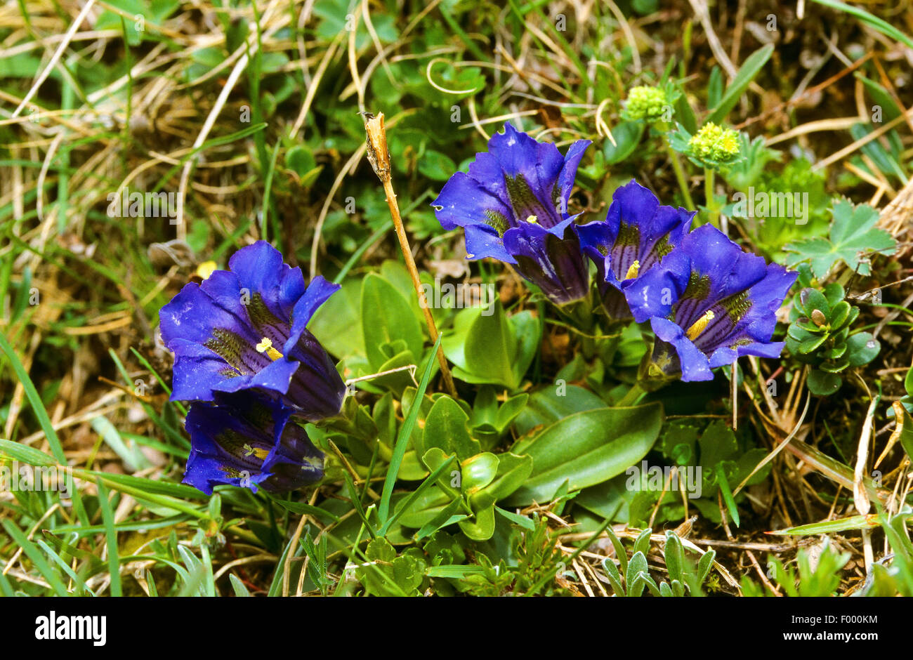 Tromba genziana (Gentiana acaulis), fioritura, Germania Foto Stock