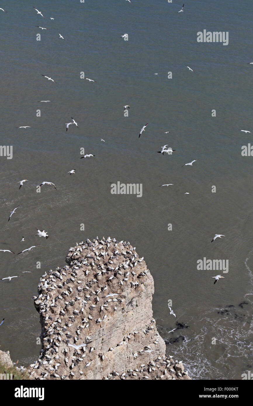 Nidificazione di sule su una pila di mare a Bempton RSPB RISERVA Foto Stock