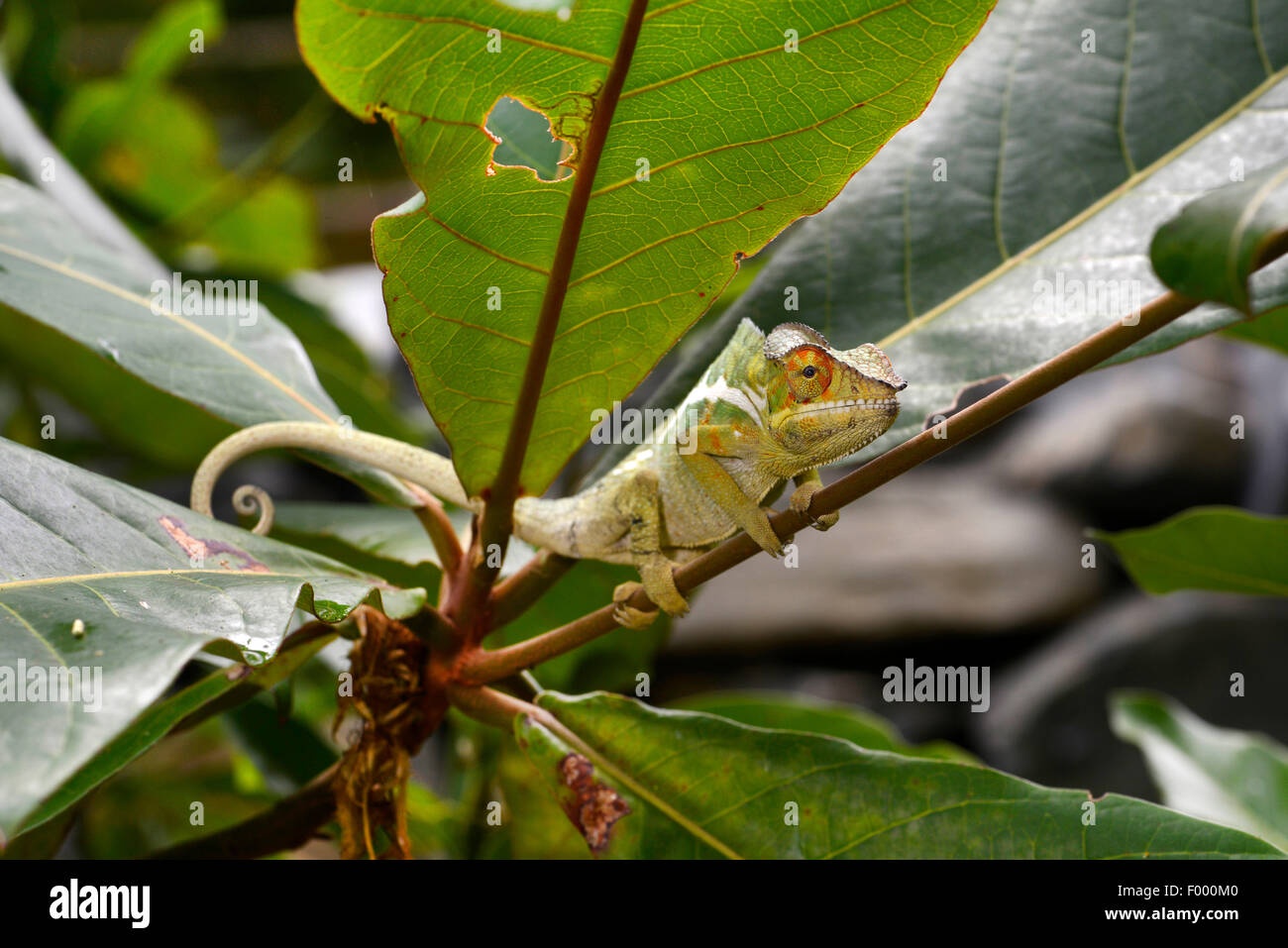 Panther chameleon (Furcifer pardalis, Chamaeleo pardalis), su un ramoscello, Madagascar, Nosy Be, Lokobe Reserva Foto Stock