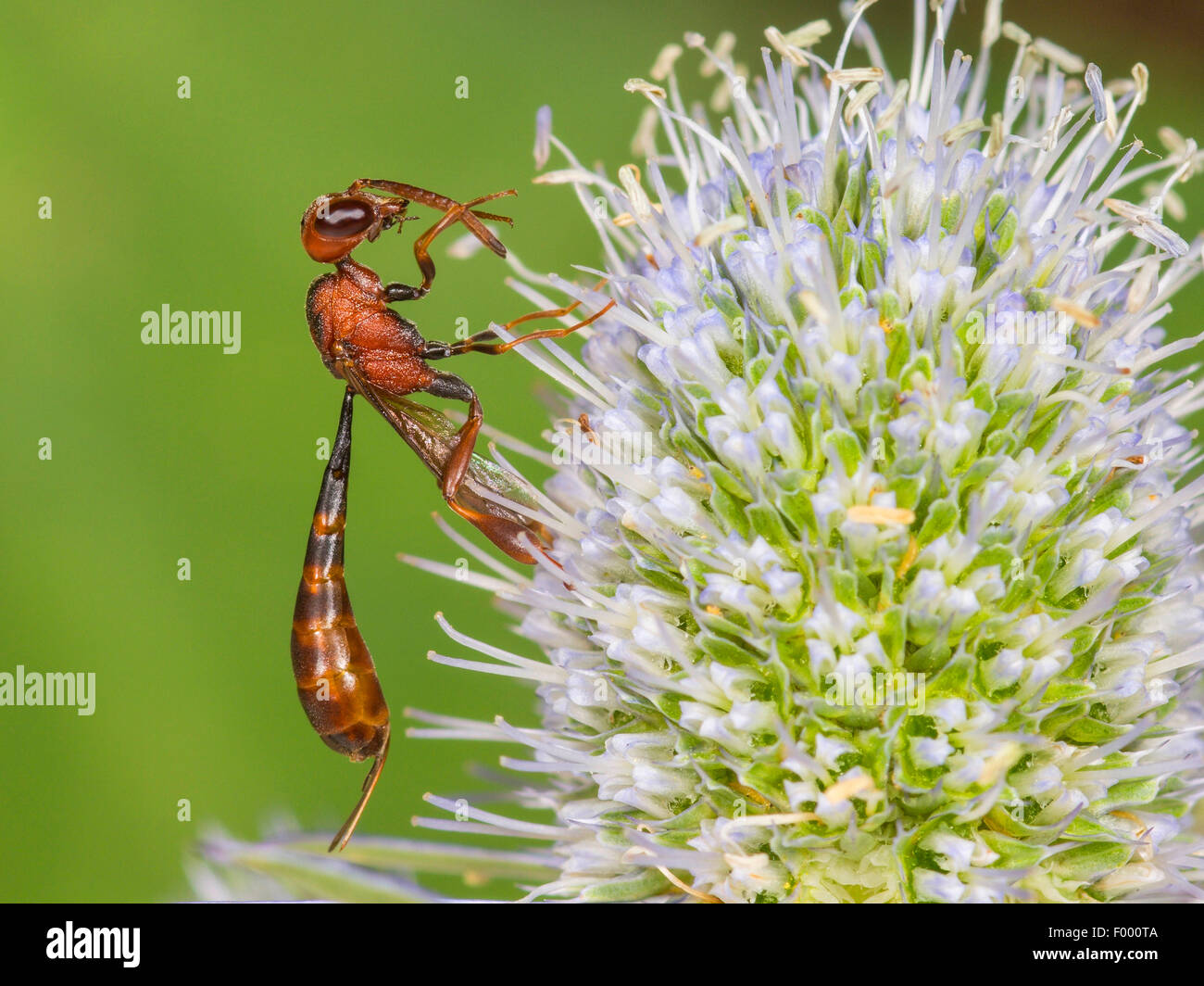 Apocritan wasp (Gasteruption hastator), femmina preening le sue antenne su Eryngo (Eryngium planum), Germania Foto Stock