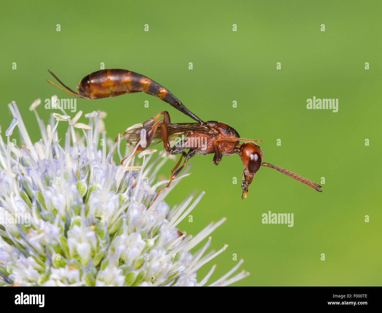 Apocritan wasp (Gasteruption hastator), femmina preening le sue antenne su Eryngo (Eryngium planum), Germania Foto Stock