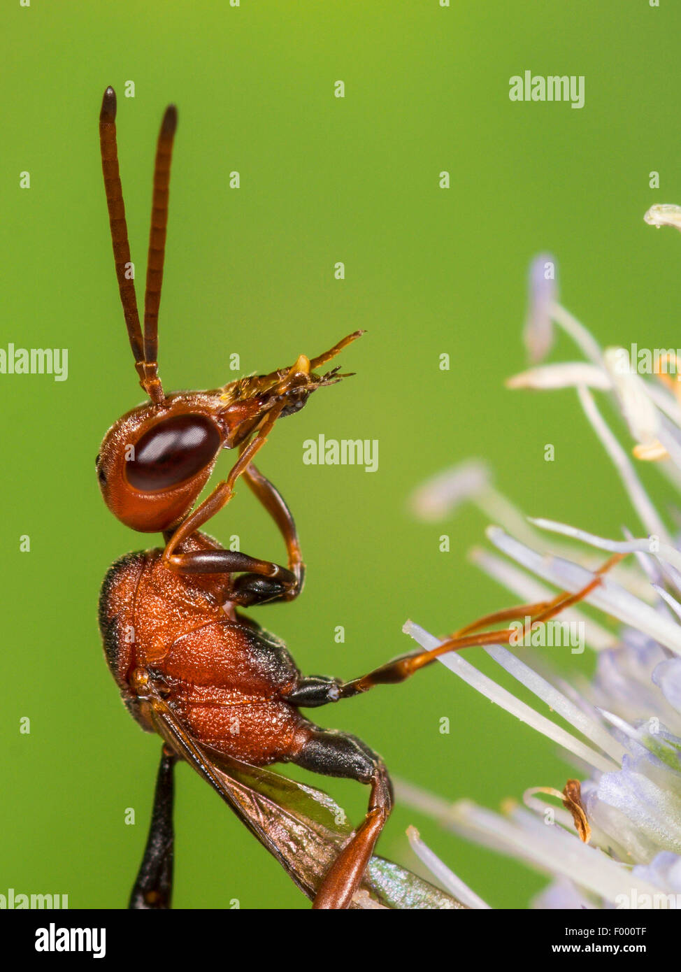 Apocritan wasp (Gasteruption hastator), femmina preening le sue antenne su Eryngo (Eryngium planum), Germania Foto Stock