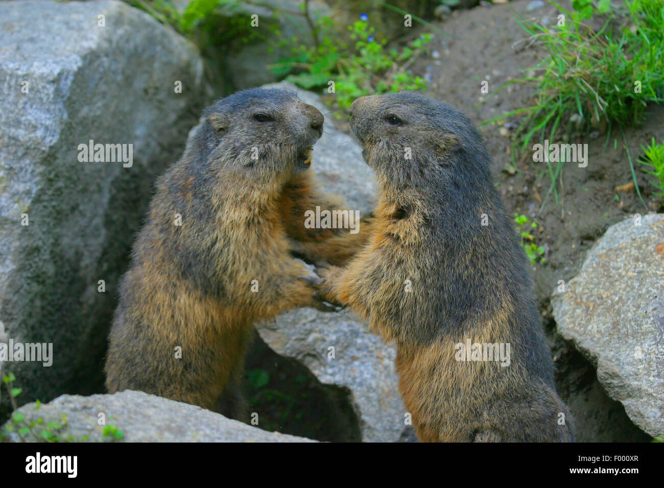 Alpine marmotta (Marmota marmota), due scontri di marmotte, Austria Foto Stock