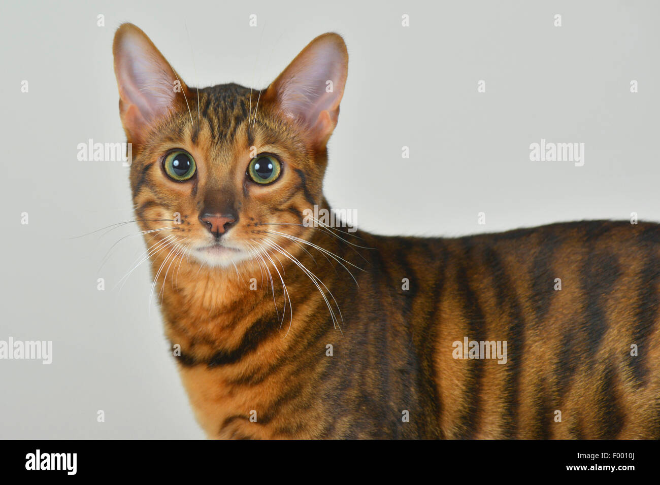 Toyger (Felis silvestris f. catus), Toyger tomcat guarda nella telecamera attentivly Foto Stock