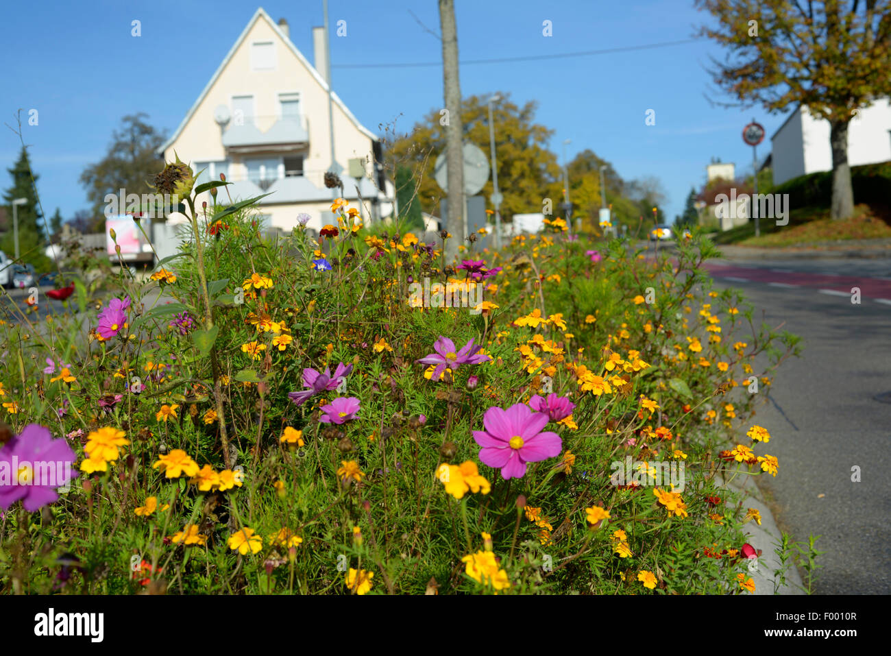 Giardino cosmo, messicano aster (Cosmos bipinnatus), misti grafico di sementi di fiori d'estate su un semaforo con un isola, Germania, Aichtal Foto Stock