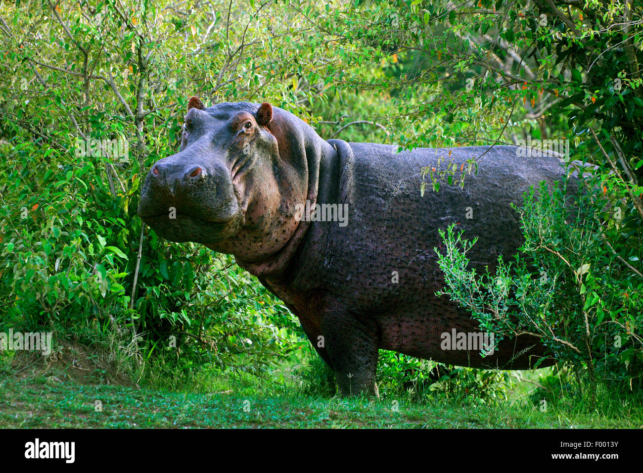 Ippopotamo, ippopotami, comune ippopotamo (Hippopotamus amphibius), nel canneto, Africa Foto Stock