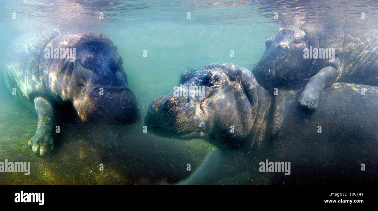 Ippopotamo, ippopotami, comune ippopotamo (Hippopotamus amphibius), ippopotami sotto l'acqua, Africa Foto Stock
