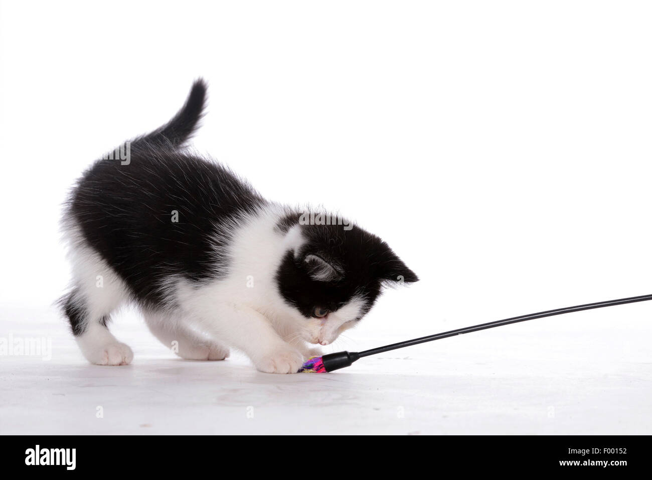Il gatto domestico, il gatto di casa (Felis silvestris f. catus), pezzata nera e whit gattino giocando con una piuma frond Foto Stock