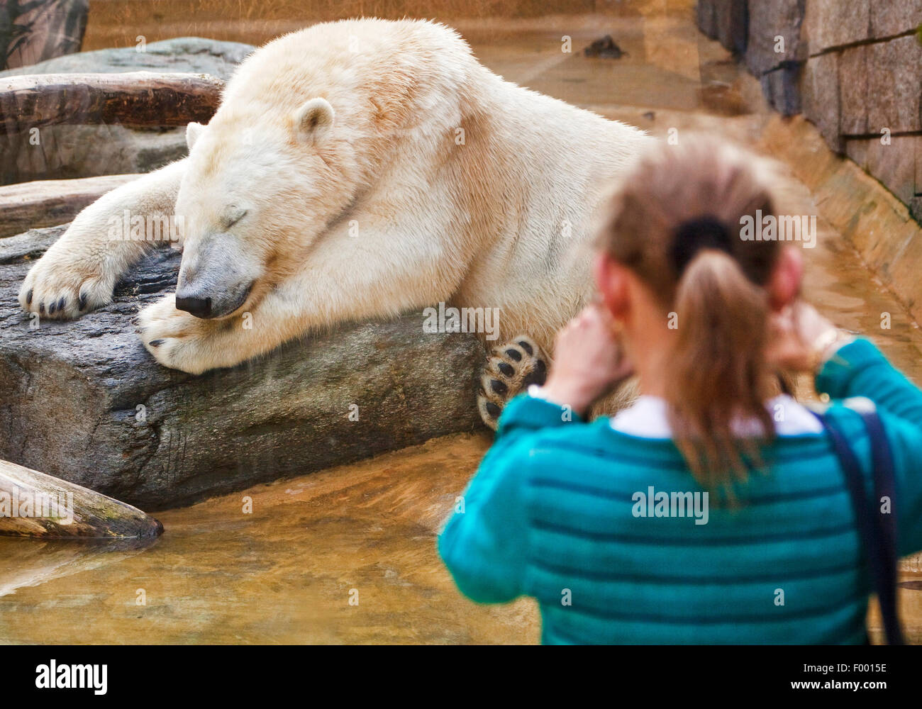 Orso polare (Ursus maritimus), ragazza prende una foto di un sonno orso polare presso il giardino zoologico di Wuppertal, Germania Foto Stock