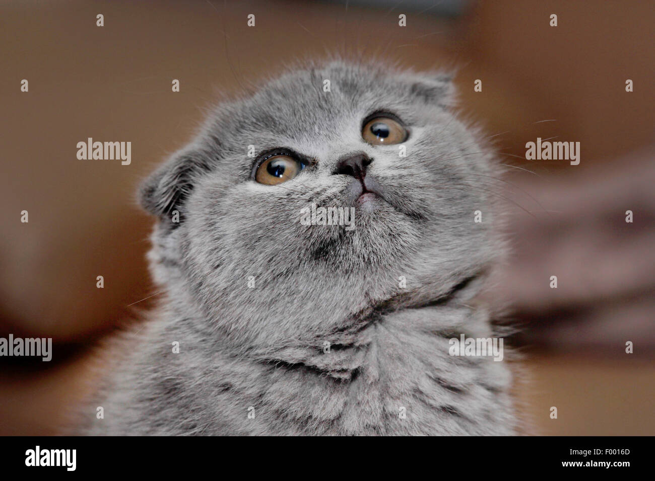 British Shorthair (Felis silvestris f. catus), little grey-haired British Shorthair gattino con orecchie floppy, ritratto Foto Stock