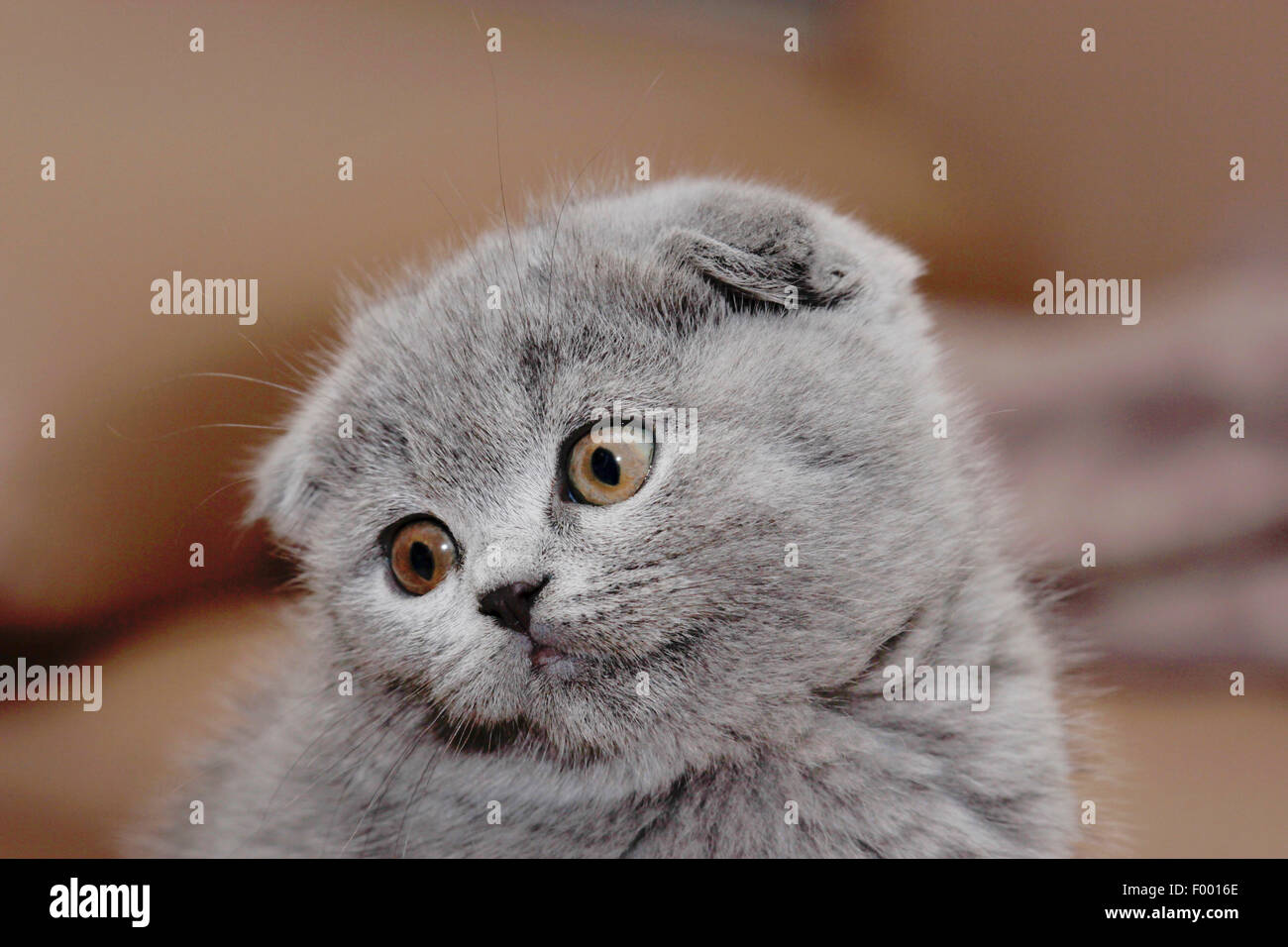 British Shorthair (Felis silvestris f. catus), little grey-haired British Shorthair gattino con orecchie floppy, ritratto Foto Stock