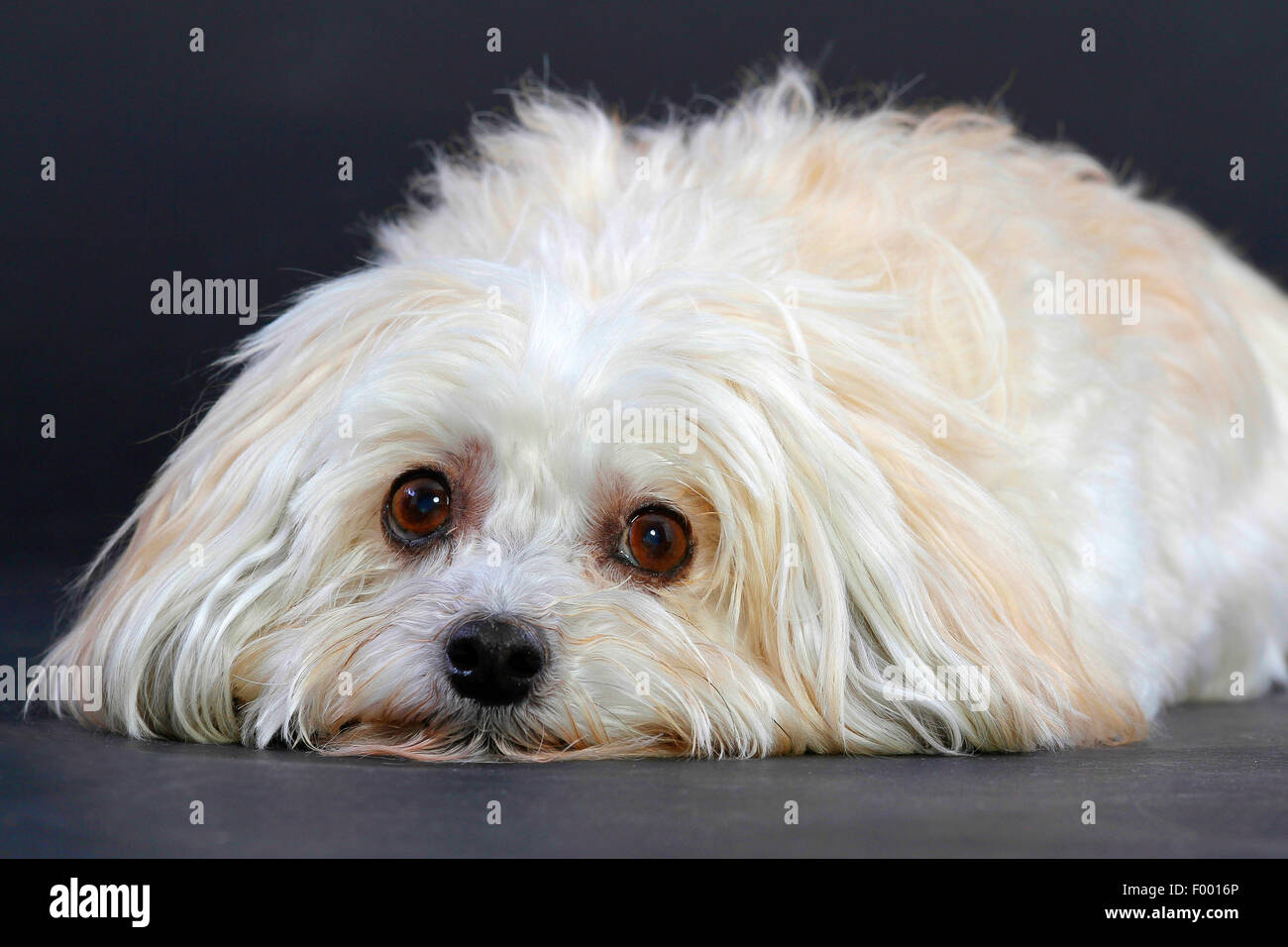 Havanese (Canis lupus f. familiaris), con tousled pelliccia bianca sdraiato sul pavimento Foto Stock