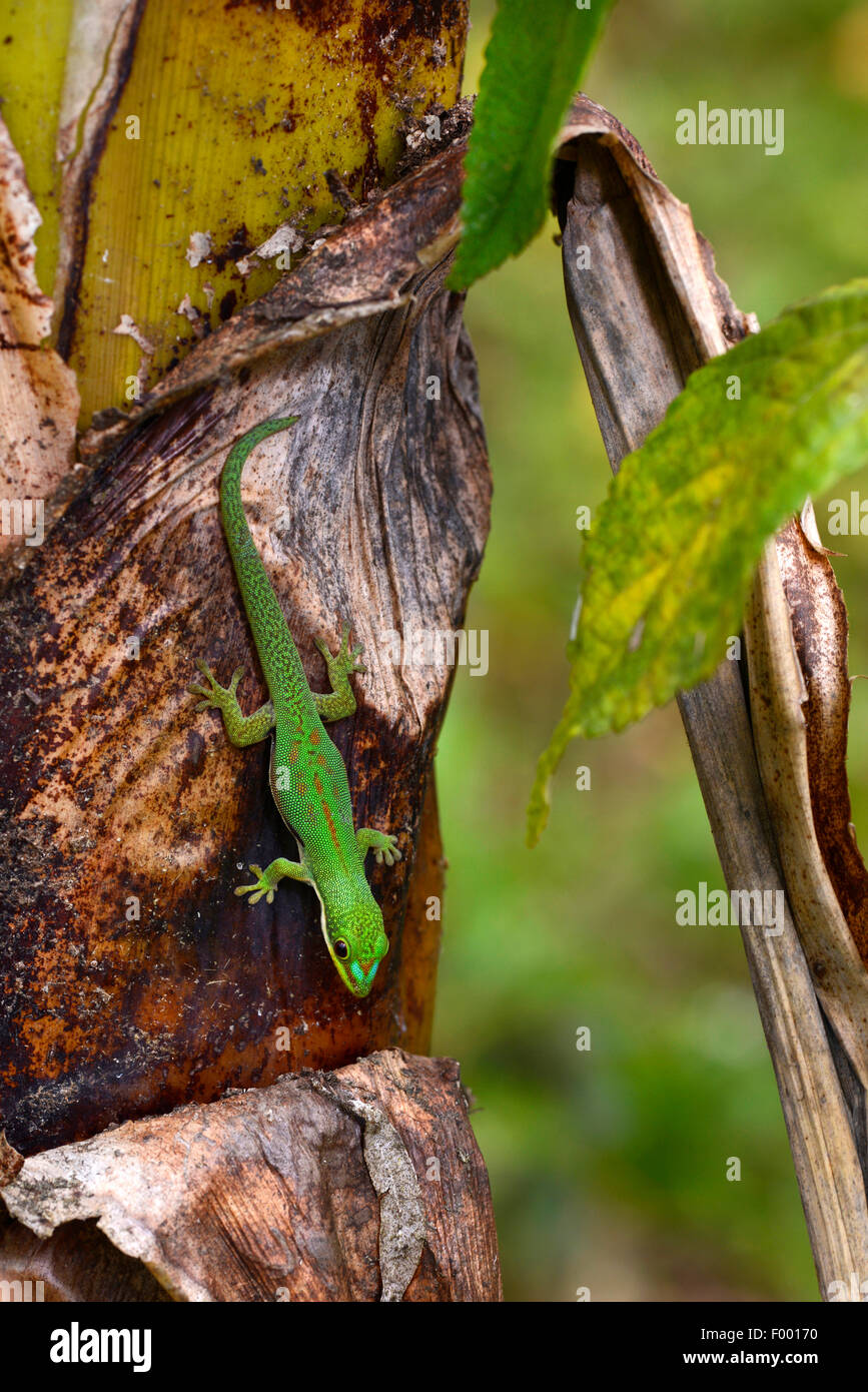 Giorno rivestito gecko, Striped giorno Gecko (Phelsuma dorsivittata, Phelsuma lineata), testa prima su un tronco di palma, Madagascar, Diana , Montagne d┤Ambre Parco Nazionale Foto Stock