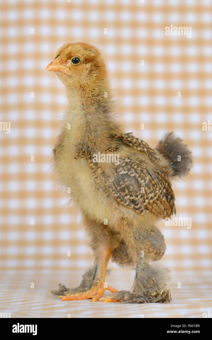 Brahma, Brahma pollo (Gallus gallus f. domestica), sedici giorni il pollo sul tessuto a scacchi Foto Stock