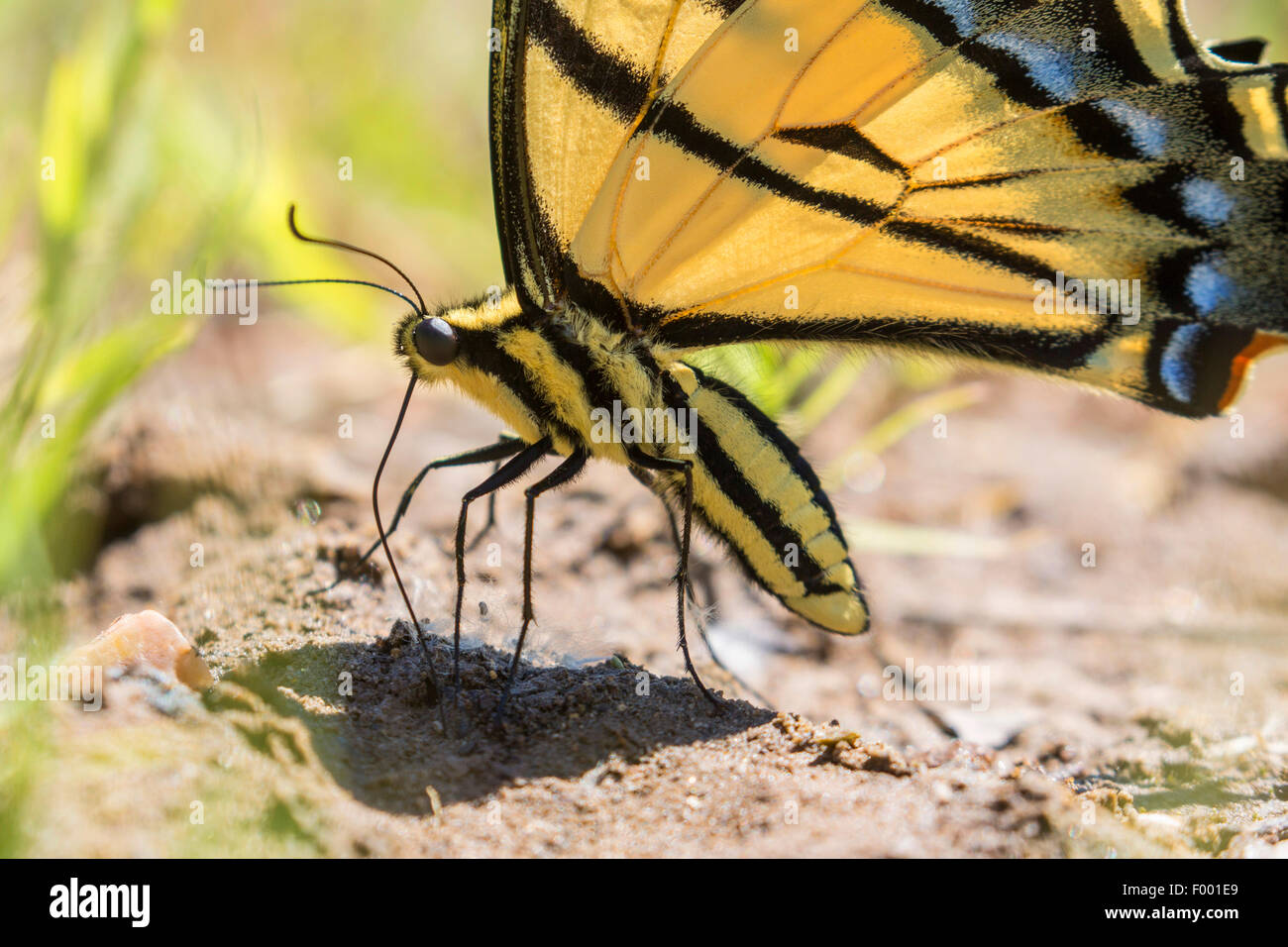 Due croci a coda di rondine (Farfalla Papilio multicaudatus), aspira minerali dal terreno, USA, Arizona Foto Stock