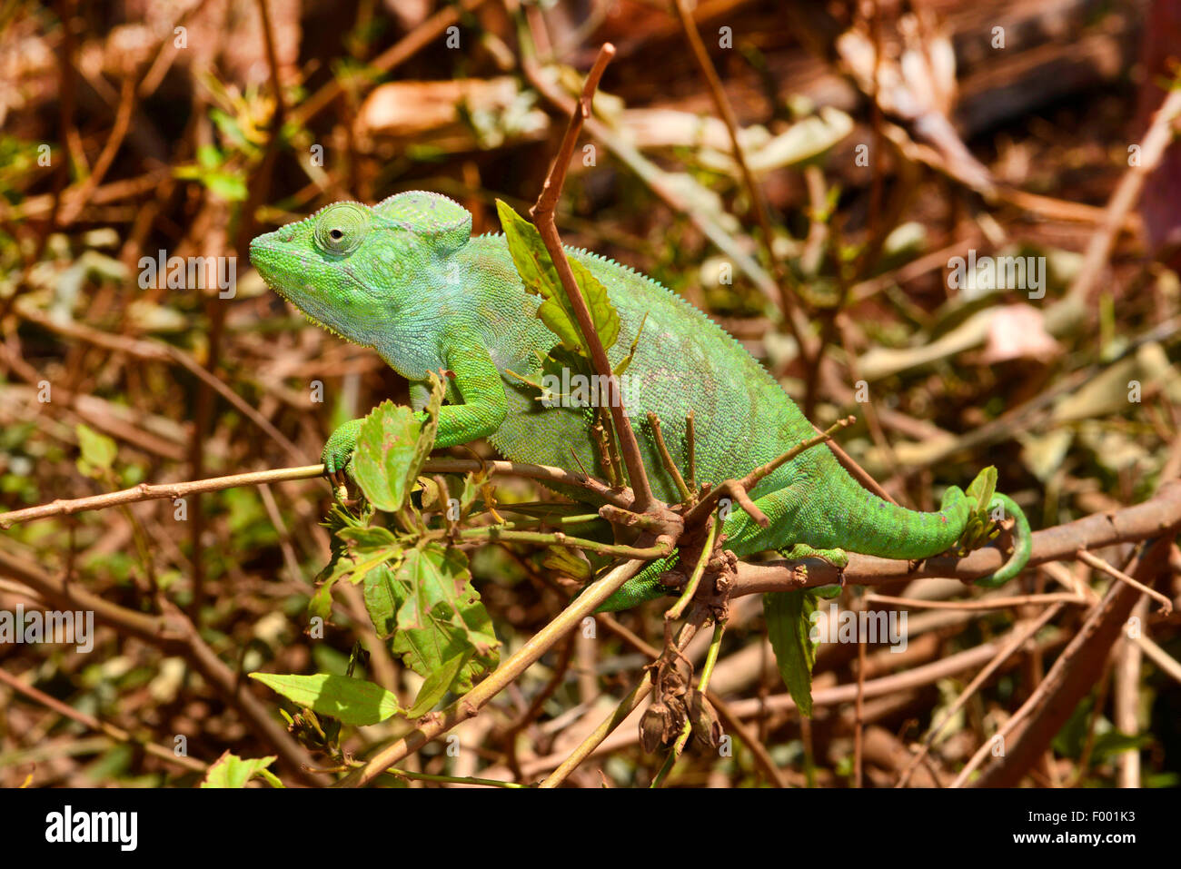 Giant Madagascar camaleonte, Oustalet il camaleonte, Oustalet gigante (chameleon Furcifer oustaleti, Chamaeleo oustaleti), maschio, Madagascar, Montagne des Francais Foto Stock