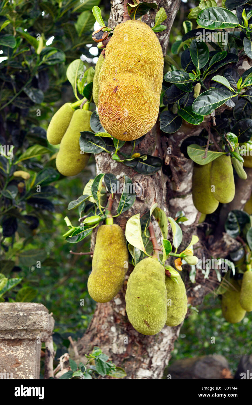 Il pane di frutta (Artocarpus altilis), frutti maturi sull'albero, Madagascar Foto Stock