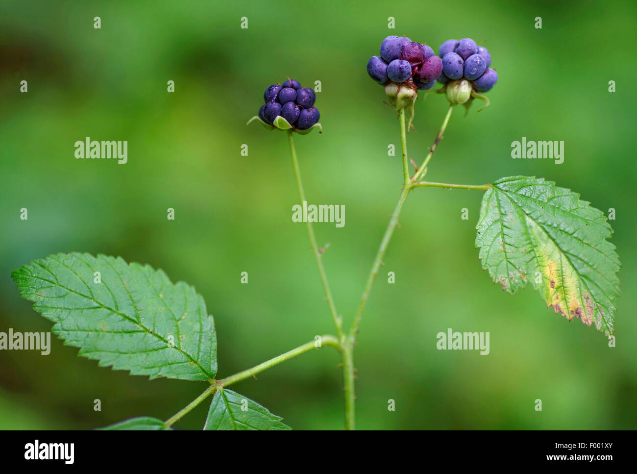 Dewberry europea (Rubus caesius), frutti, in Germania, in Baviera, Alta Baviera, Baviera superiore Foto Stock