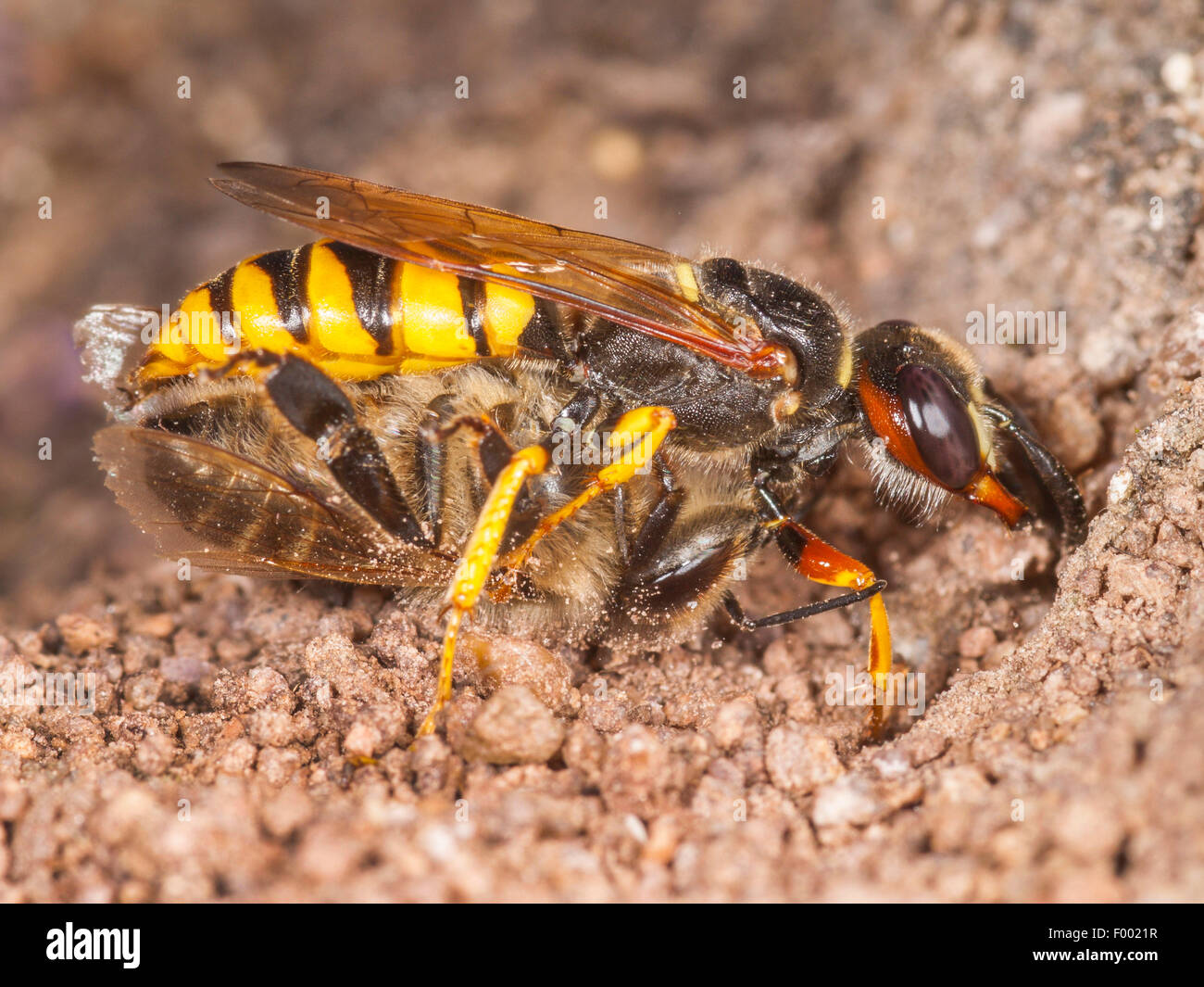 Bee-killer wasp, Bee-killer (Philanthus triangulum), femmina con catturato e paralizzato western miele delle api (Apis mellifera) a il nido, Germania Foto Stock