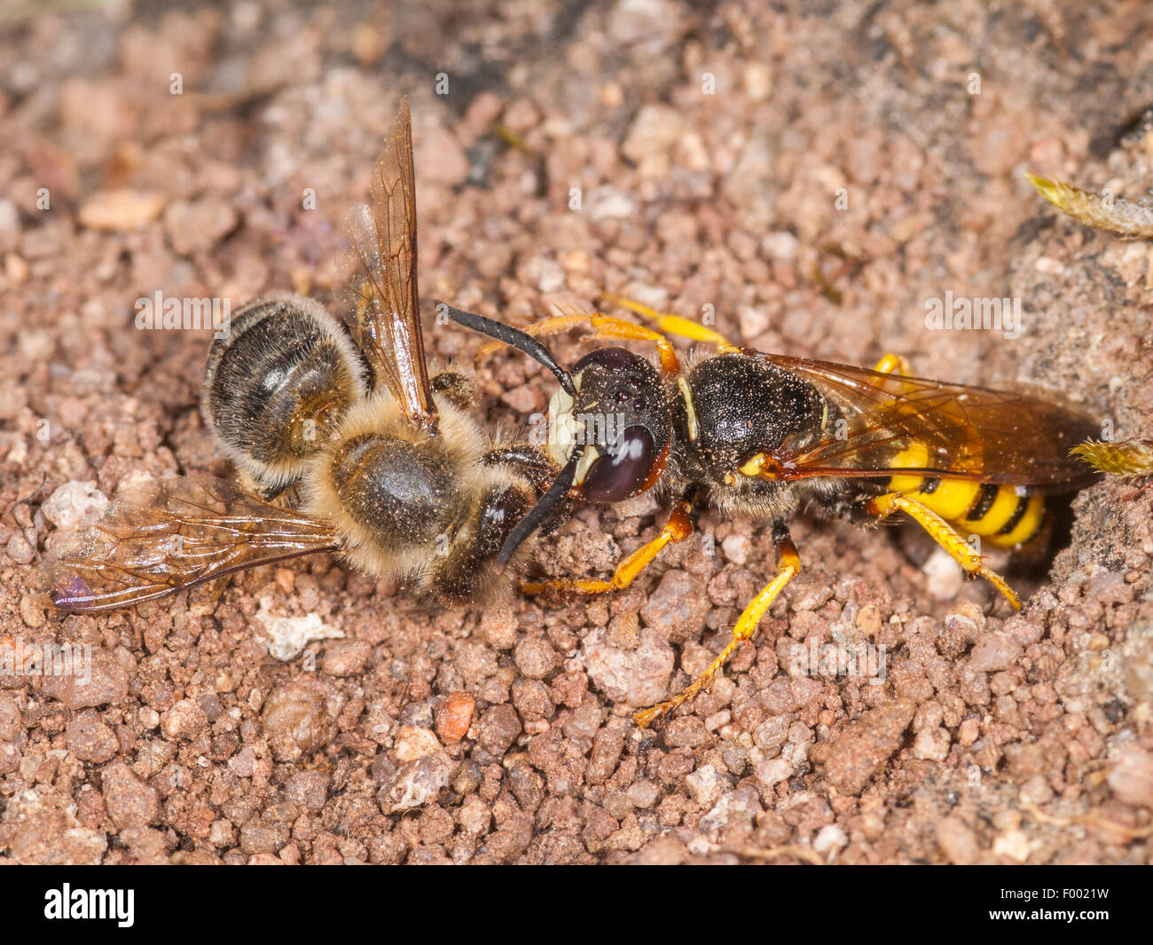 Bee-killer wasp, Bee-killer (Philanthus triangulum), femmina con catturato e paralizzato western miele delle api (Apis mellifera) a il nido, Germania Foto Stock