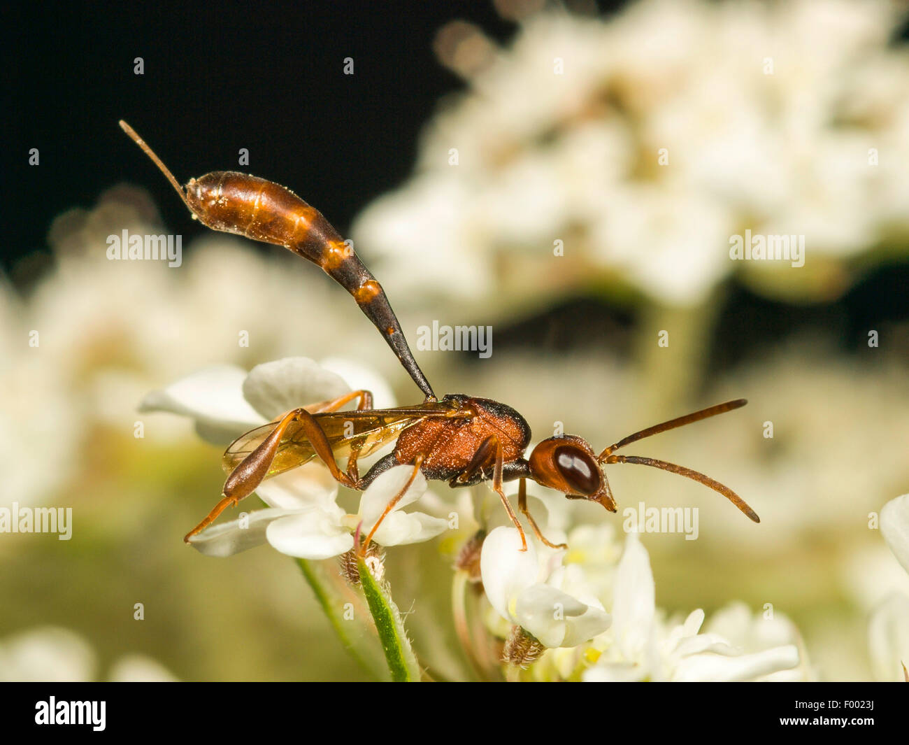 Apocritan wasp (Gasteruption hastator), femmina seduto su Daucus carota, Germania Foto Stock