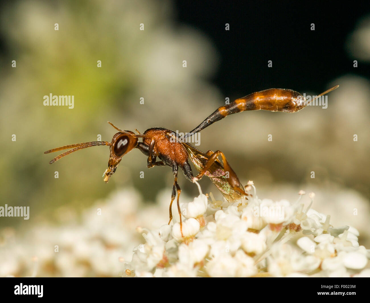 Apocritan wasp (Gasteruption hastator), Preening femmina su Daucus carota, Germania Foto Stock