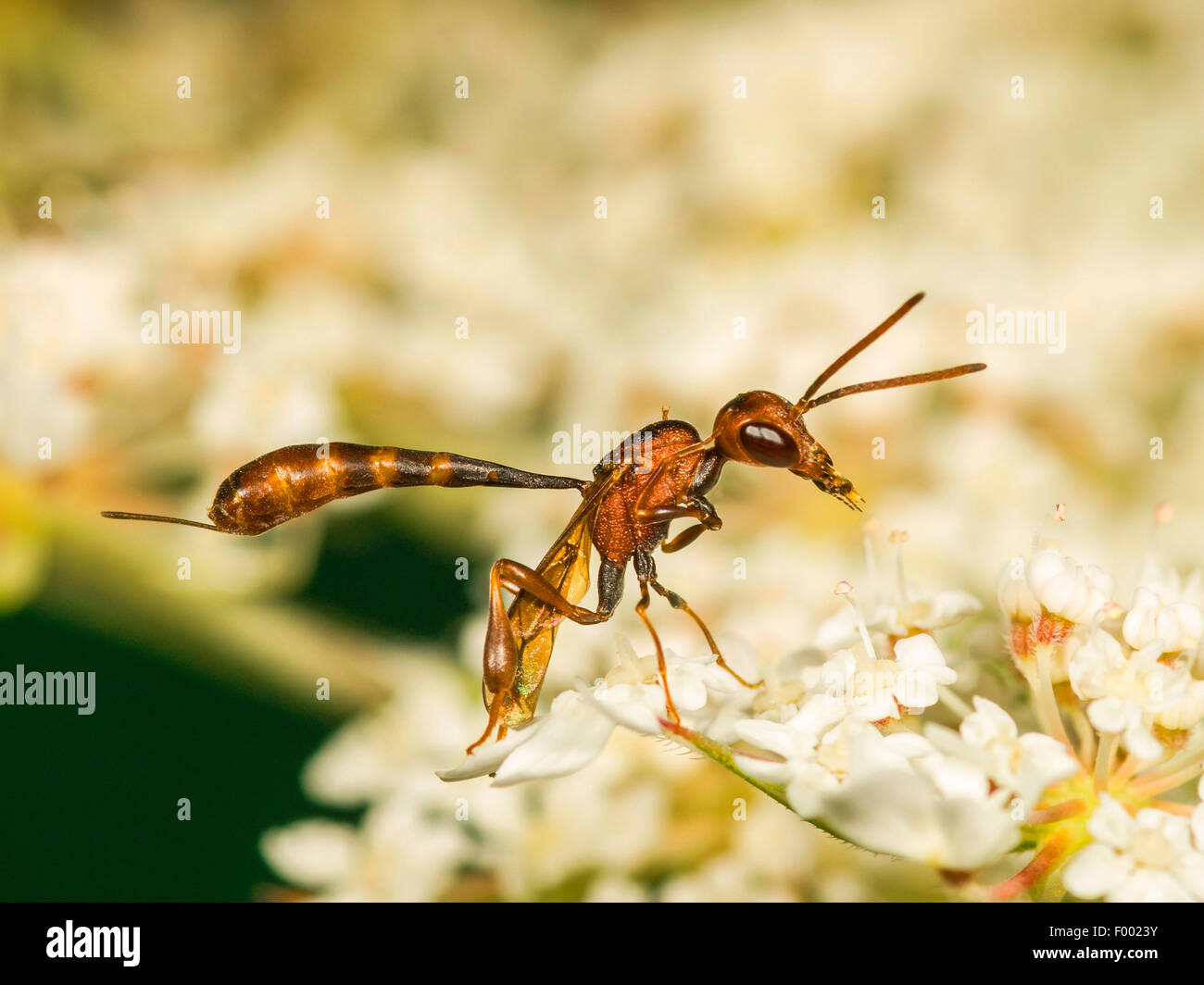 Apocritan wasp (Gasteruption hastator), Preening femmina su Daucus carota, Germania Foto Stock
