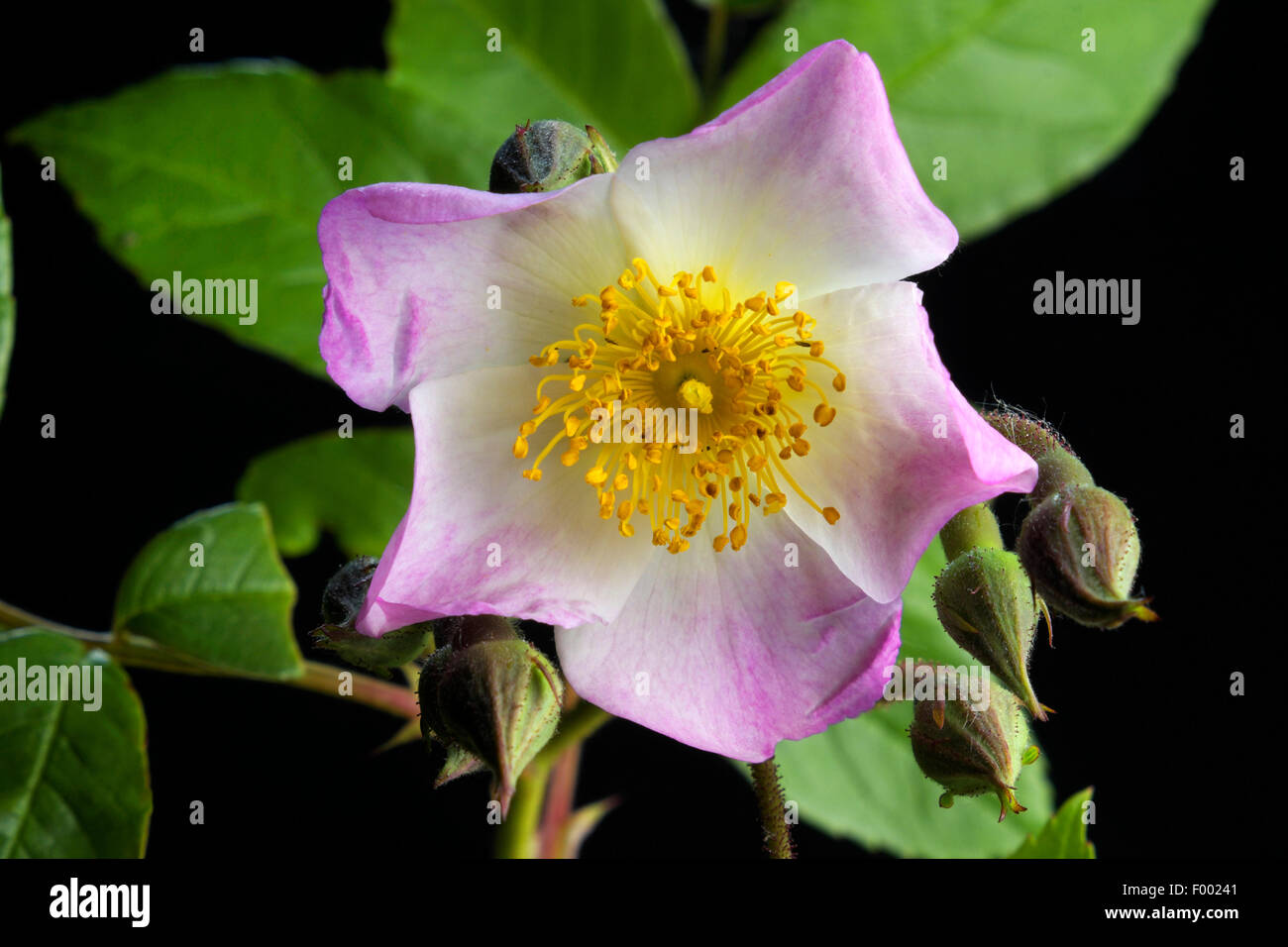 Rose ornamentali (Rosa "Francesco Lester', Rosa Francesco Lester), cultivar Rosa Francesco Lester Foto Stock