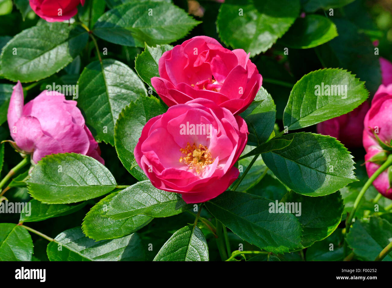 Rosa rugosa, Giapponese rosa (Rosa rugosa), fioritura Foto Stock