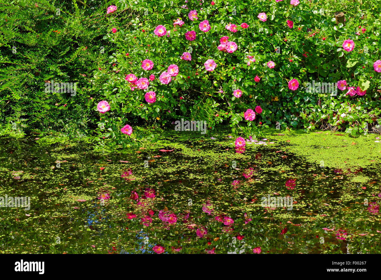 Rose ornamentali (Rosa spec.), rosa rose fiorite riflettendo in un laghetto in giardino, Germania Foto Stock