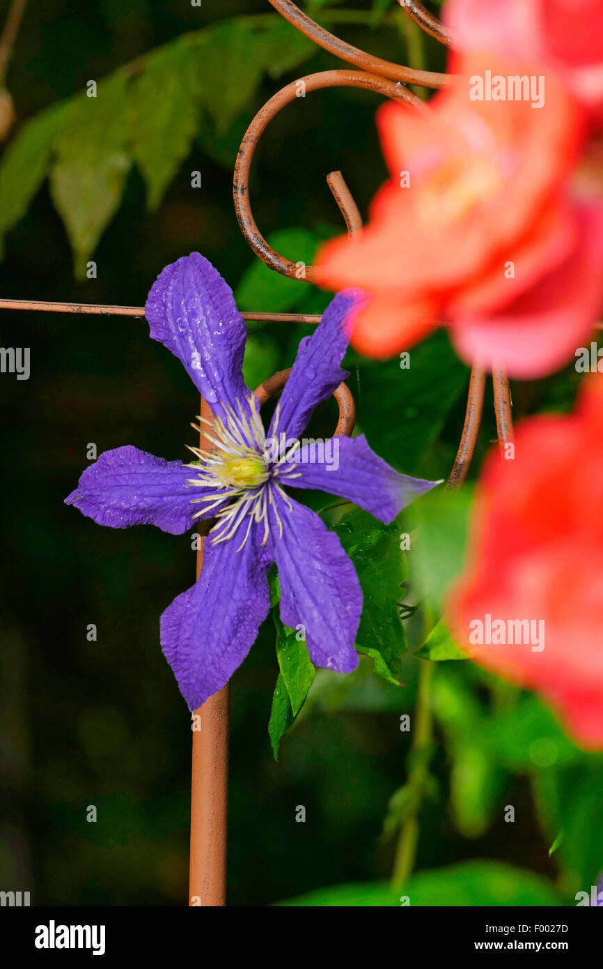 Clematis, vergini-bower (Clematis spec.), che fiorisce in un giardino con supporto di arrampicata Foto Stock