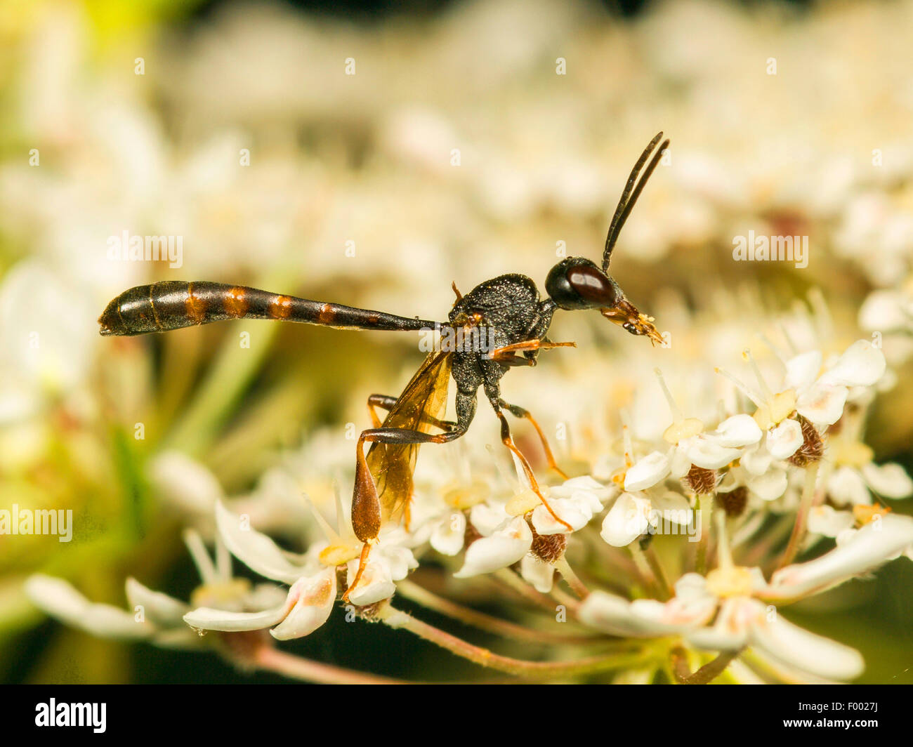 Apocritan wasp (Gasteruption hastator), maschio su Daucus carota, Germania Foto Stock