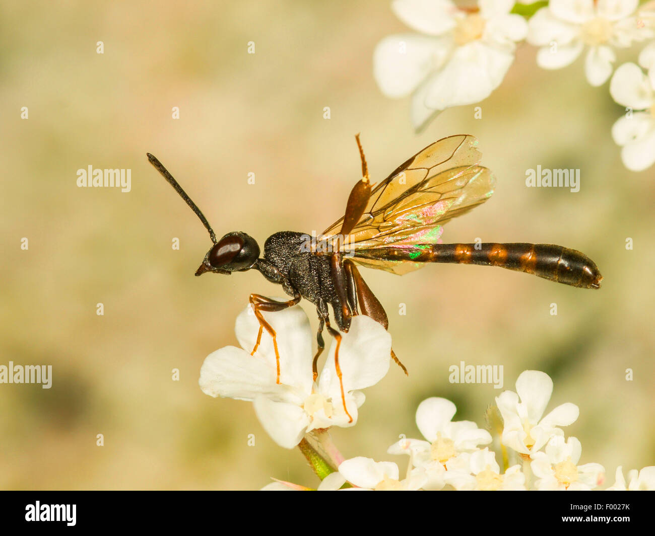 Apocritan wasp (Gasteruption hastator), preening maschio su Daucus carota, Germania Foto Stock
