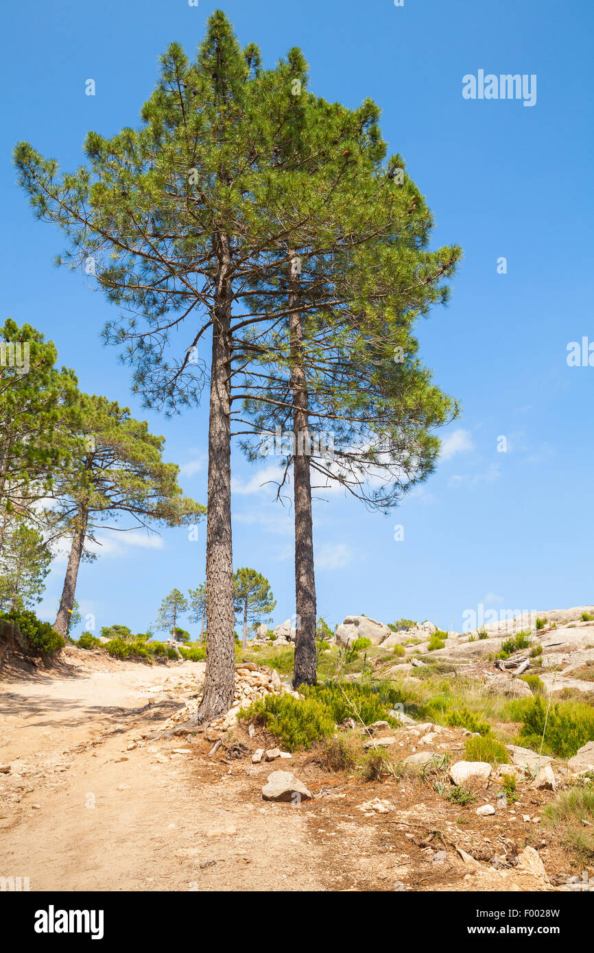 Natura della Corsica, paesaggio di montagna con alberi di pino che cresce su rock Foto Stock