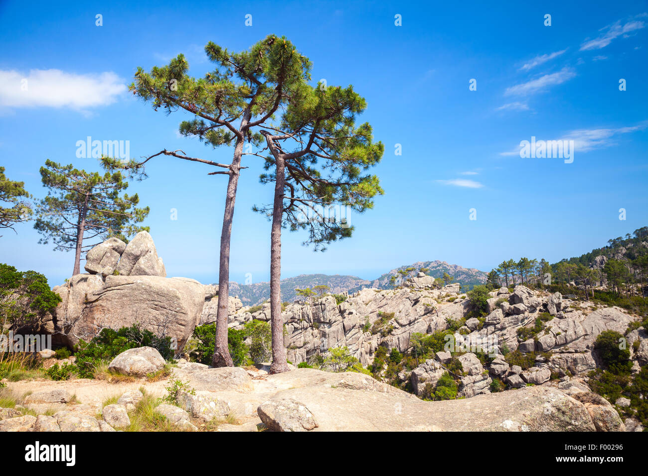 Natura della Corsica, paesaggio di montagna con alberi di pino che cresce su rock Foto Stock