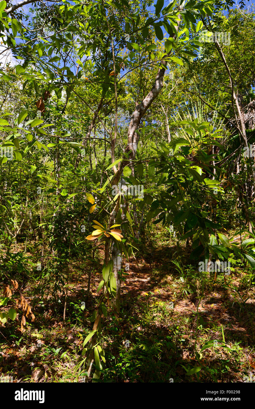 La vaniglia (Vanilla planifolia), un vincolo saldo con vaniglia, Madagascar, Nosy Be, Lokobe Reserva Foto Stock