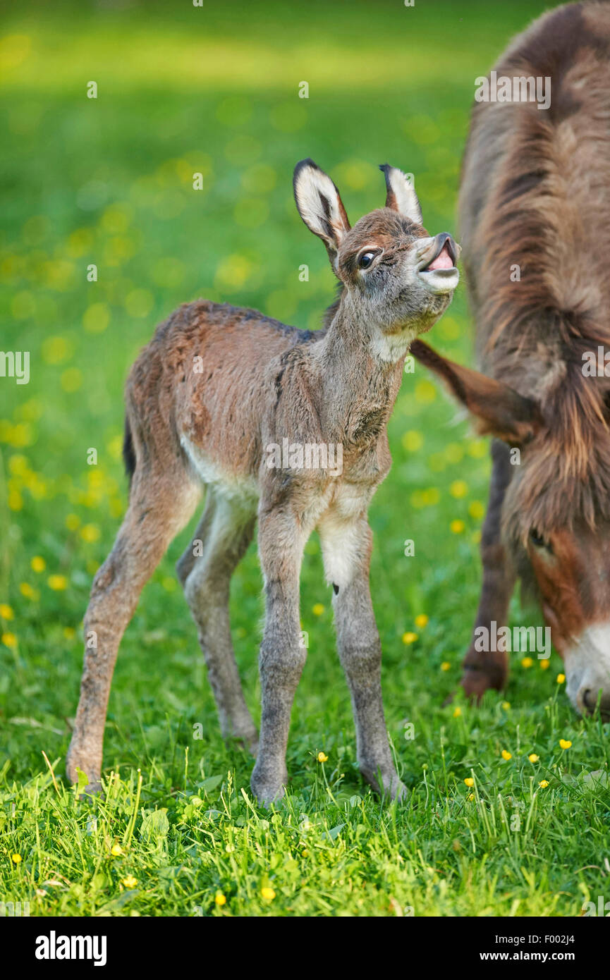 Asino domestico (Equus asinus asinus), la madre con il suo 8 ora fa i capretti, Germania Foto Stock