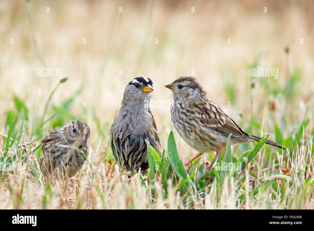 Bianco-incoronato sparrow (Zonotrichia leucophrys), uccello adulto con due bambini uccelli in un prato, Canada Ontario, Algonquin Provincial Park Foto Stock