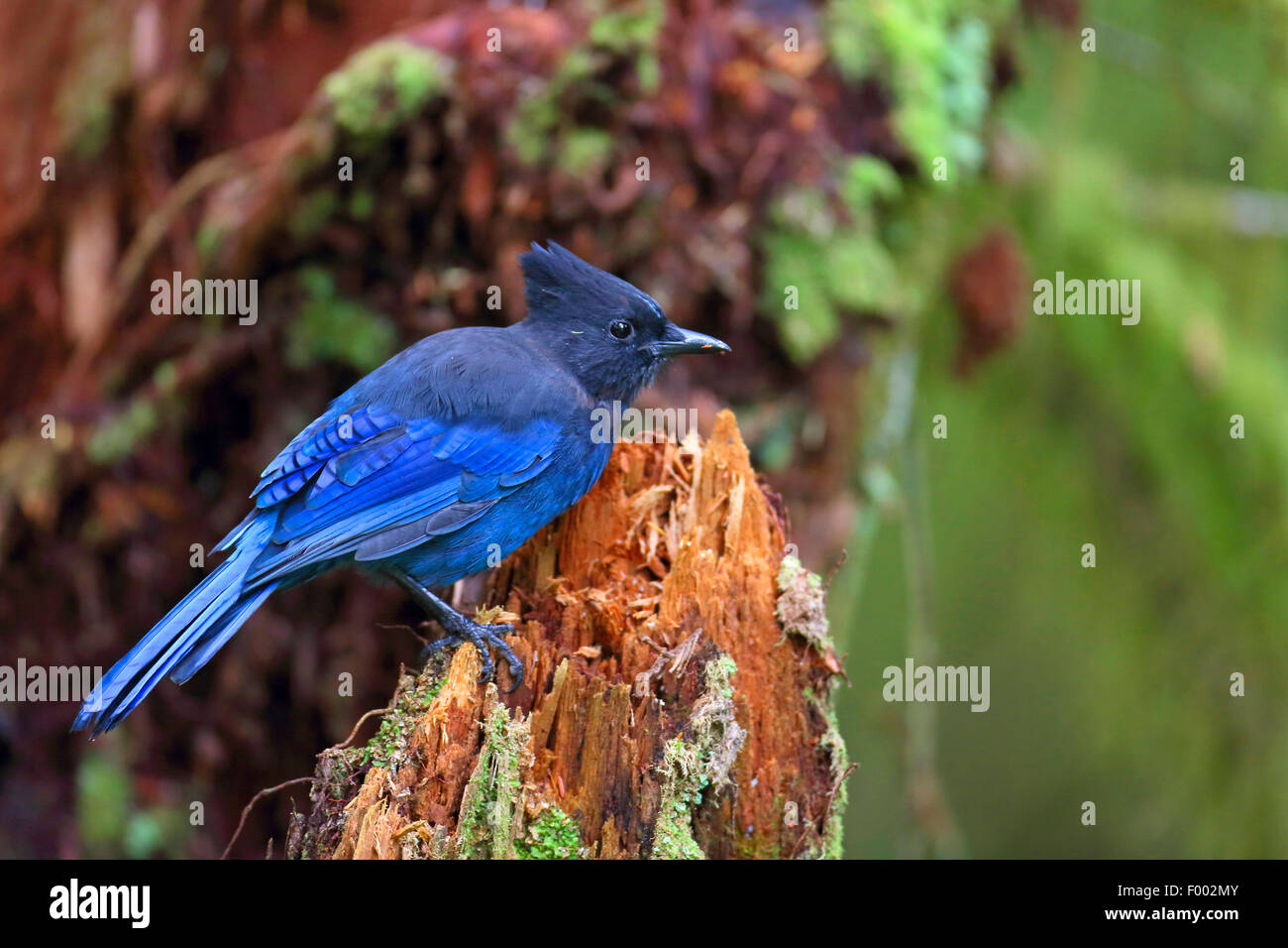 Steller jay (Cyanocitta stelleri), seduto su un troncone di albero, Canada Vancouver Island Foto Stock